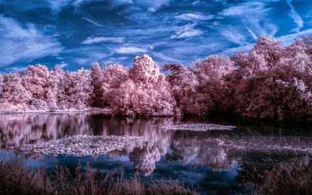 A serene landscape featuring a tranquil lake surrounded by trees, reflecting a vibrant sky and foliage in stunning 4K Ultra HD, capturing the essence of nature.