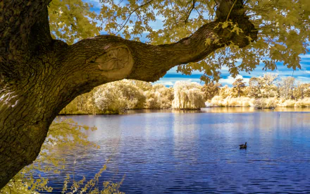 A large tree branch extends over a calm lake surrounded by lush foliage in a vibrant 4K Ultra HD nature scene, with a duck swimming near the water's edge.