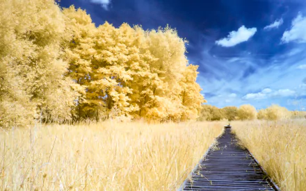 A man-made boardwalk path stretches through a golden-hued forest under a vibrant blue sky, captured in 4K Ultra HD for a stunning nature desktop wallpaper.
