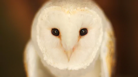 Close-up HD desktop wallpaper of a barn owl with a soft brown and white feather pattern and dark eyes against a blurred warm background.