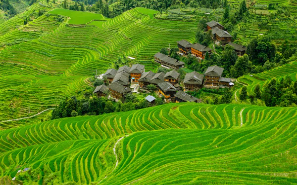 man made rice terrace terraced field HD Desktop Wallpaper | Background Image