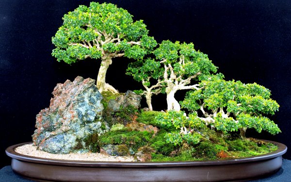 Nature Bonsai HD Wallpaper | Background Image