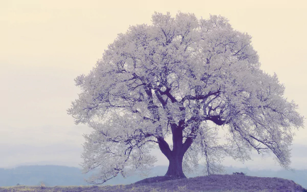 lonely tree nature tree HD Desktop Wallpaper | Background Image