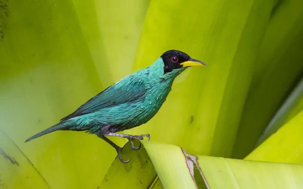  Chlorophanes Spiza, Green Honeycreeper