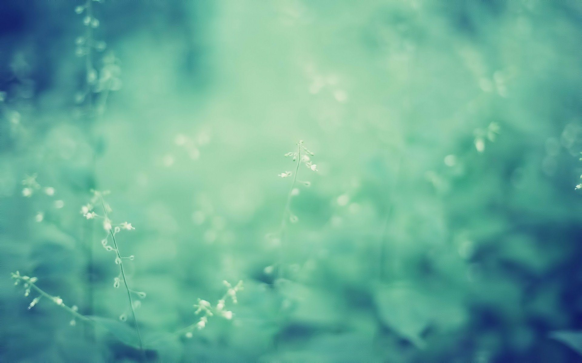 Download Green Nature Plant HD Wallpaper