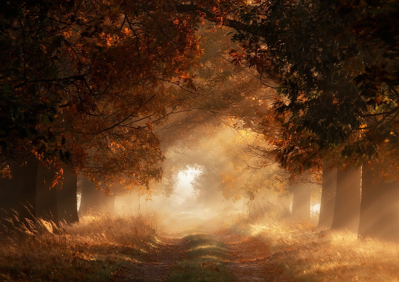 Download Man Made Path Wallpaper