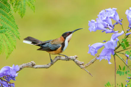spring blossom bird spinebill Animal Eastern Spinebill HD Desktop Wallpaper | Background Image