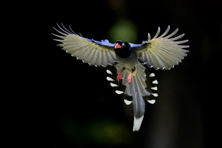 flight magpie bird Animal taiwan blue magpie HD Desktop Wallpaper | Background Image