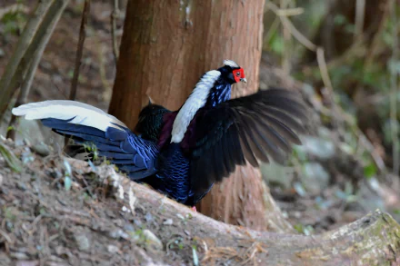 bird pheasant Animal Swinhoe's Pheasant HD Desktop Wallpaper | Background Image