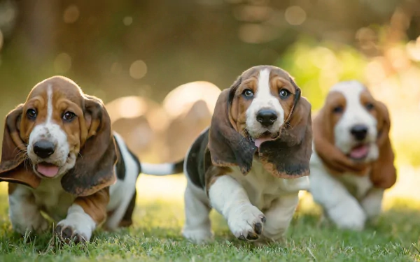 dog Animal basset hound HD Desktop Wallpaper | Background Image