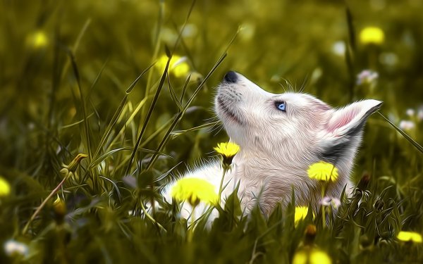 Animal Husky Dogs HD Wallpaper | Background Image