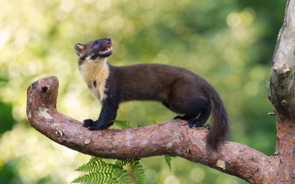 HD PC desktop wallpaper showing an animal marten standing on a curved tree branch with a lush green bokeh forest background.