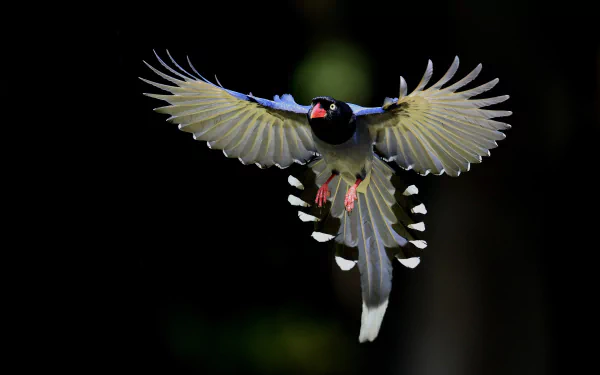 flight magpie bird Animal taiwan blue magpie HD Desktop Wallpaper | Background Image