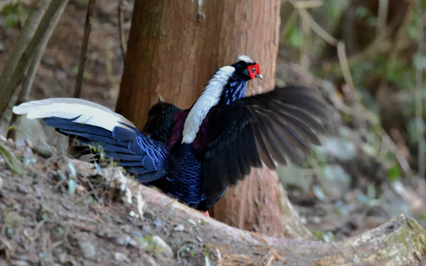 bird pheasant Animal Swinhoe's Pheasant HD Desktop Wallpaper | Background Image