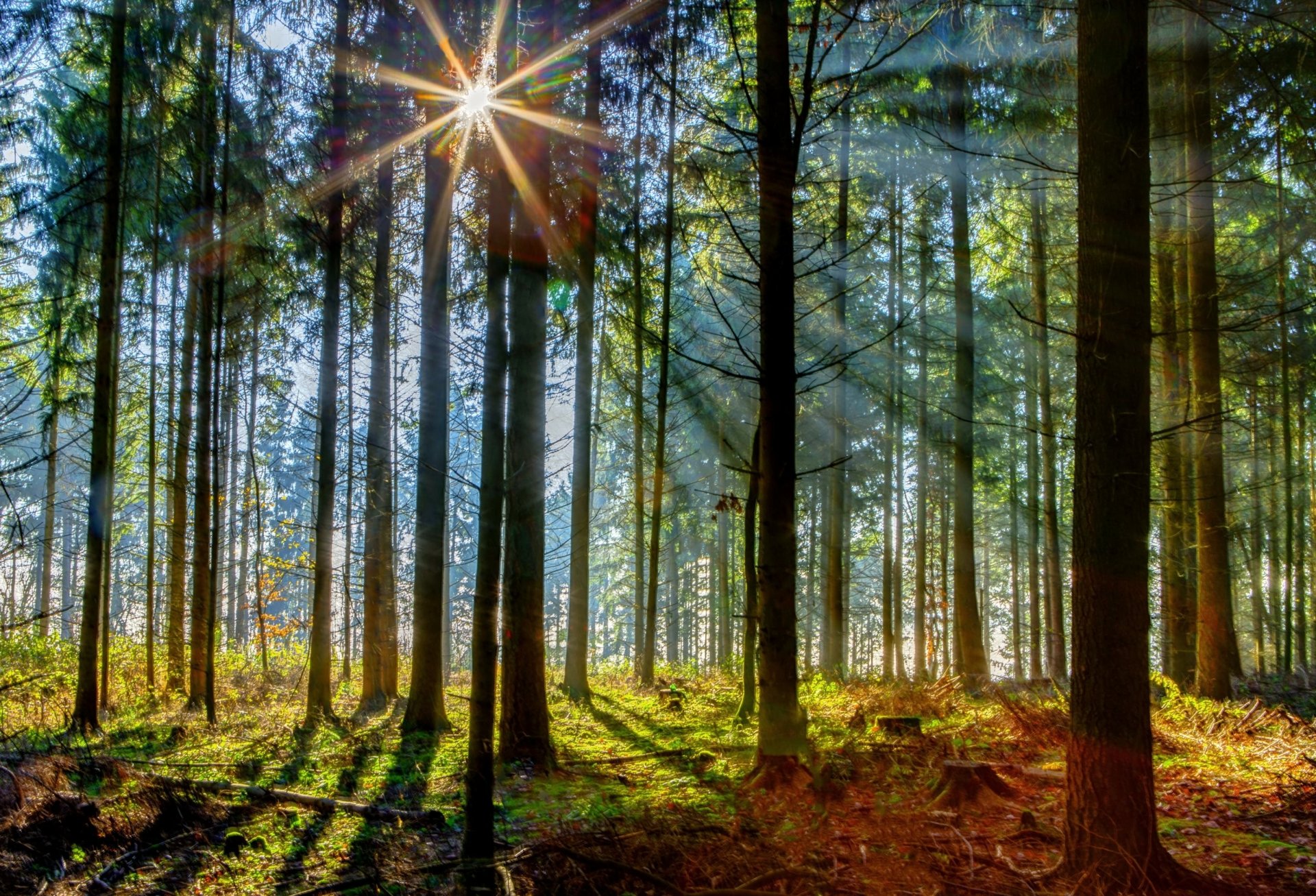 Download Nature Forest HD Wallpaper