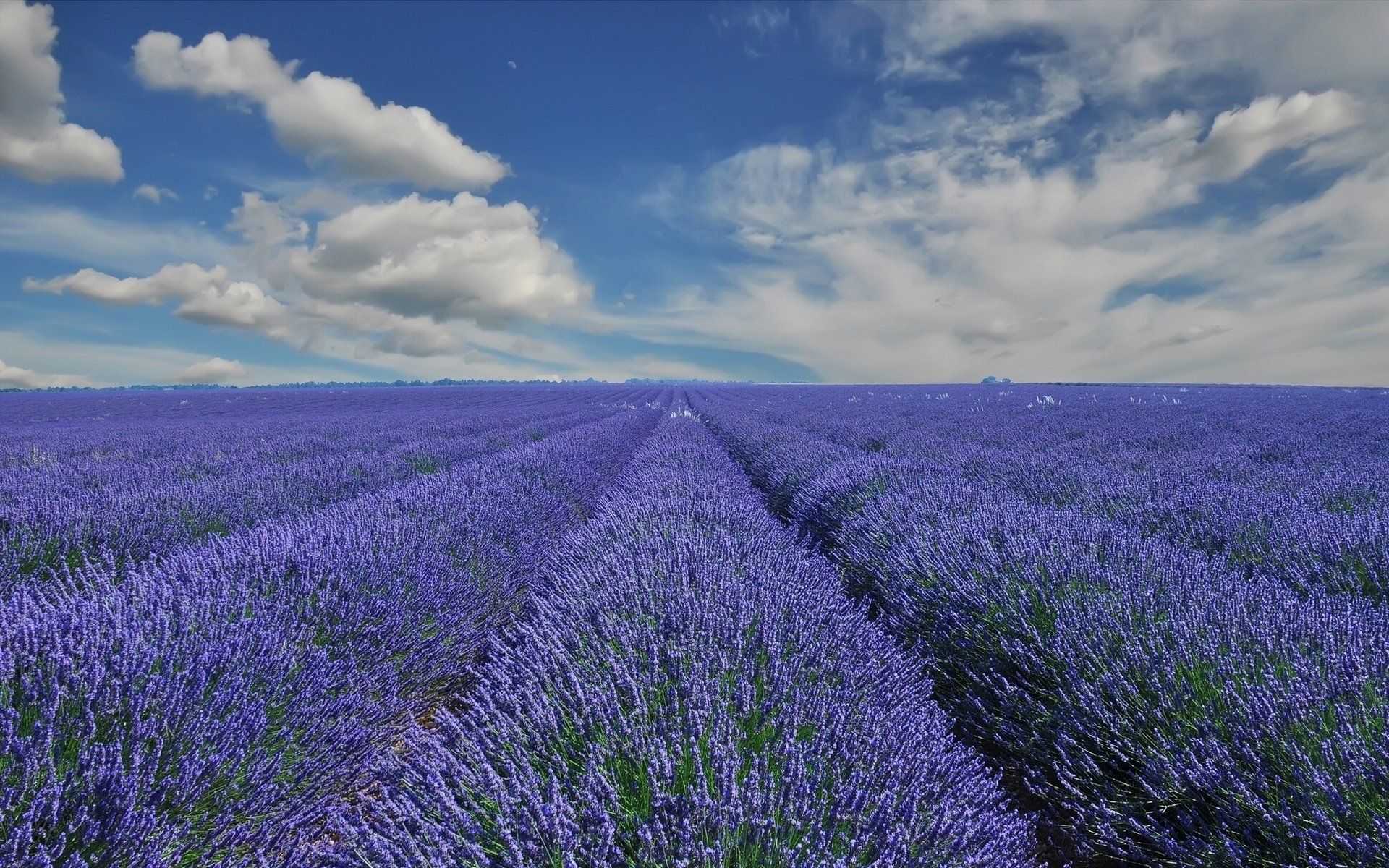 Download Nature Lavender HD Wallpaper