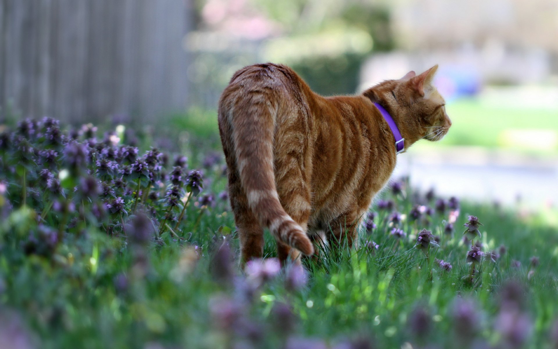 HD PC desktop wallpaper showing an orange tabby cat with a purple collar walking through a field of small purple flowers.