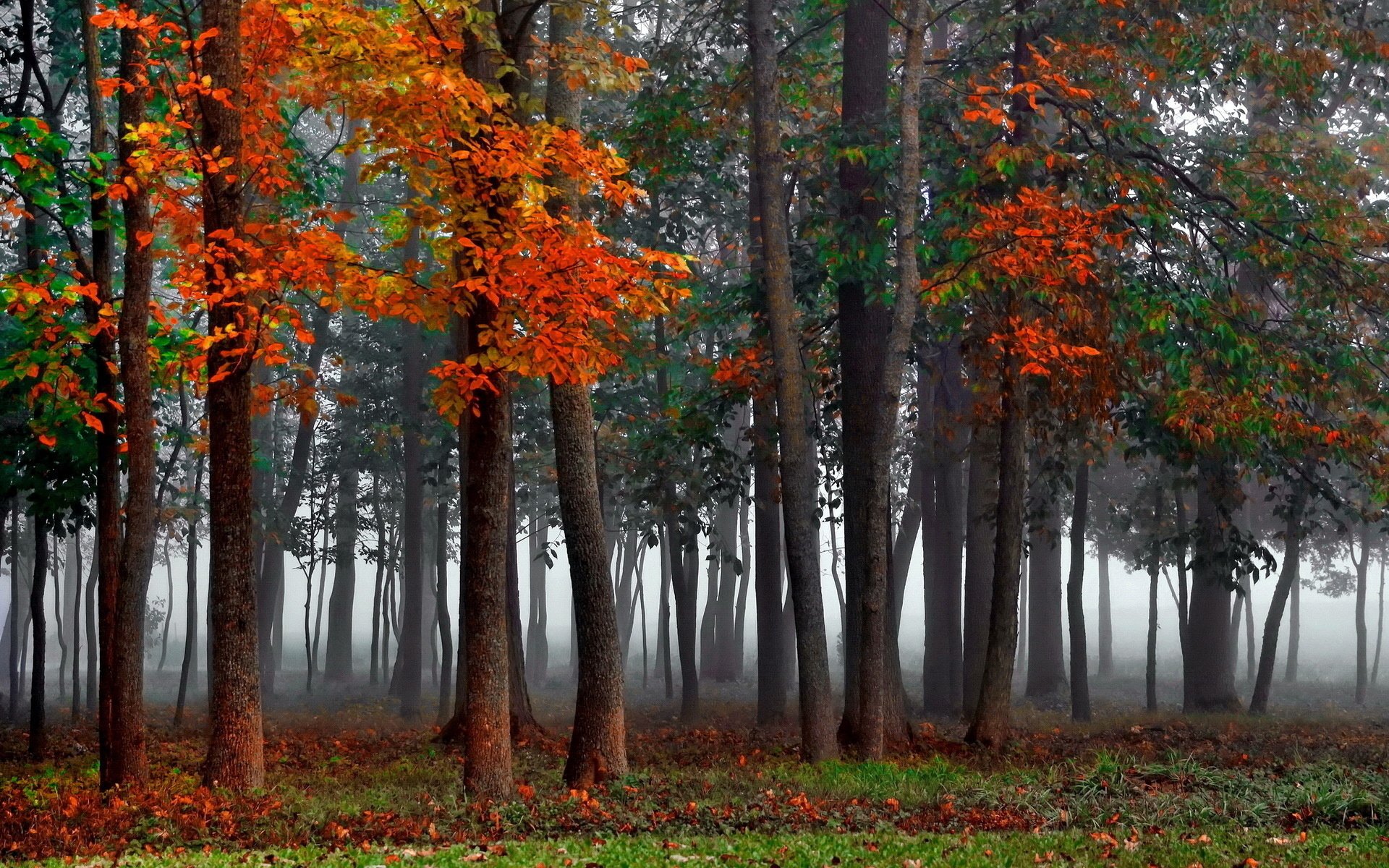 HD PC desktop wallpaper: misty forest nature background with tall trees and vivid orange-red autumn leaves carpeting the ground.