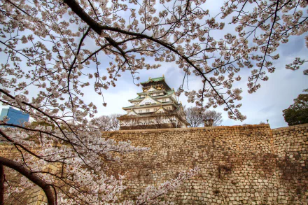 Cherry blossoms frame Osaka Castle in spring, highlighting the beauty of sakura against the historic stone walls, captured in stunning 4K Ultra HD resolution.