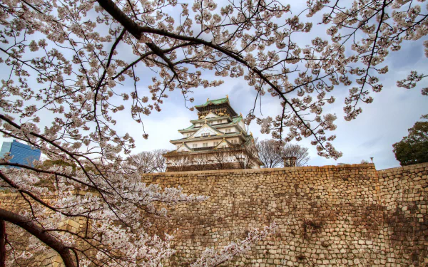 Cherry blossoms frame Osaka Castle in spring, highlighting the beauty of sakura against the historic stone walls, captured in stunning 4K Ultra HD resolution.