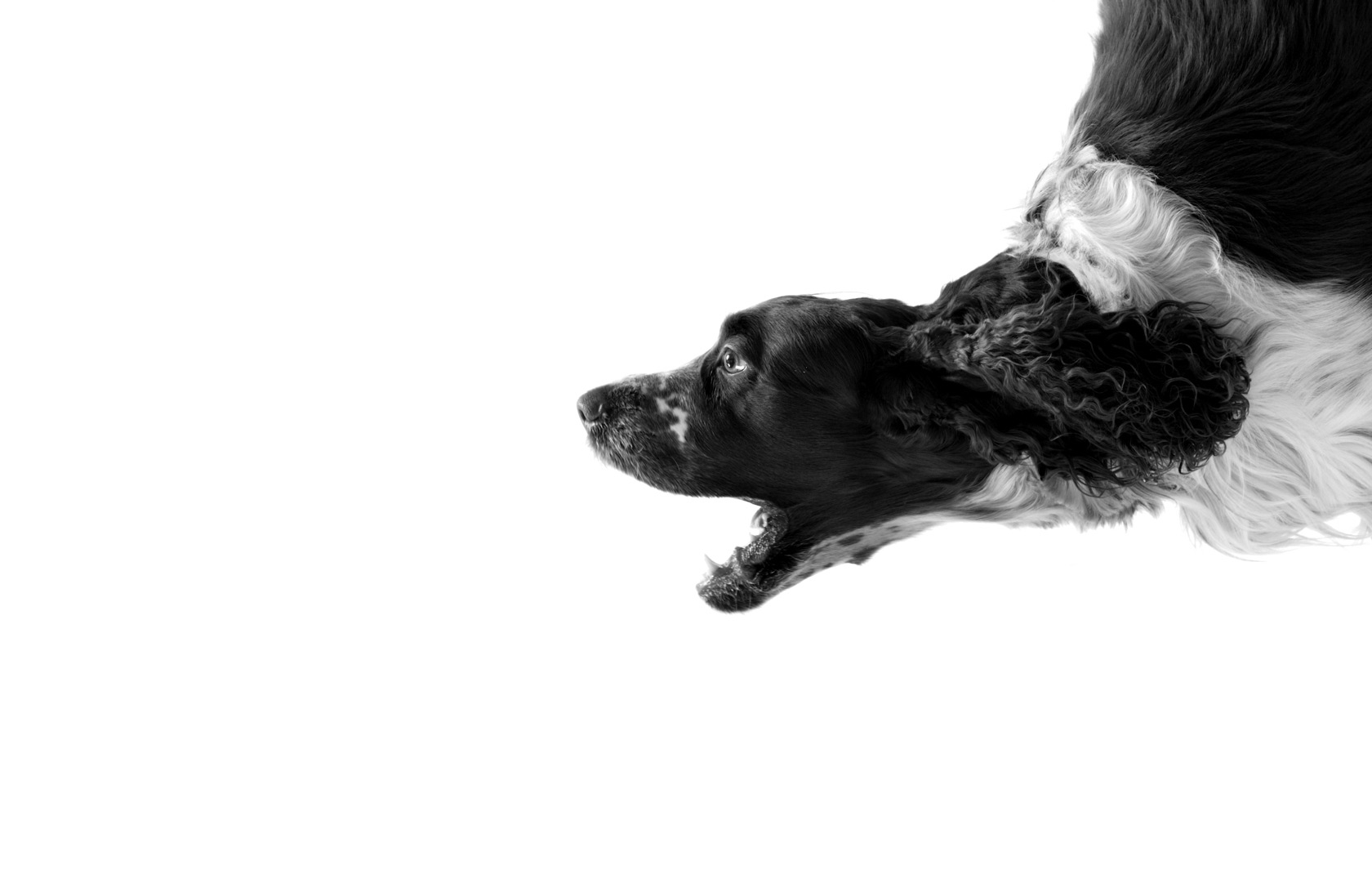 Black and white dog on a HD desktop wallpaper.