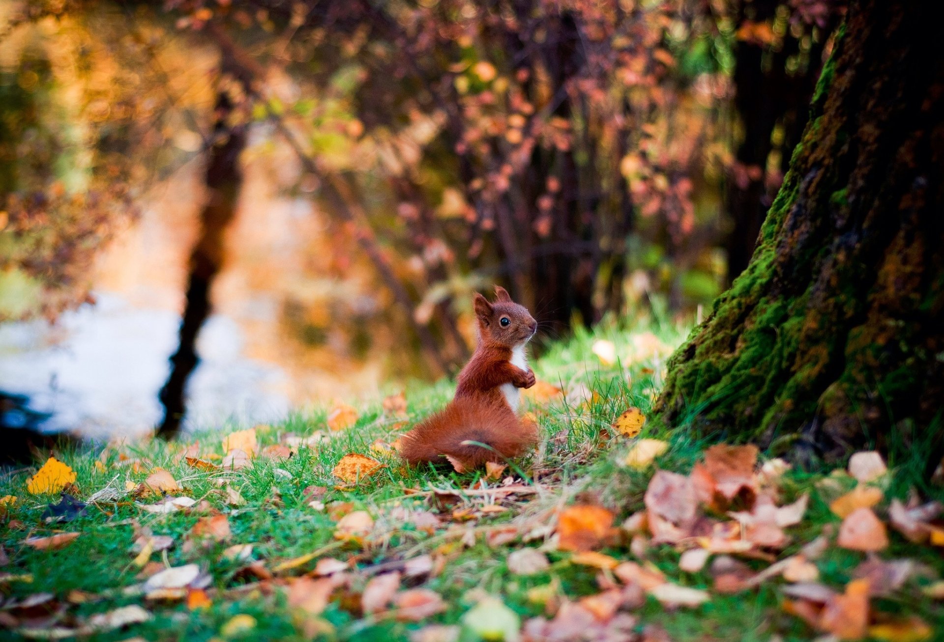 HD desktop wallpaper featuring a cute squirrel among fall leaves with bokeh trees in the background, capturing a peaceful autumn woodland scene.