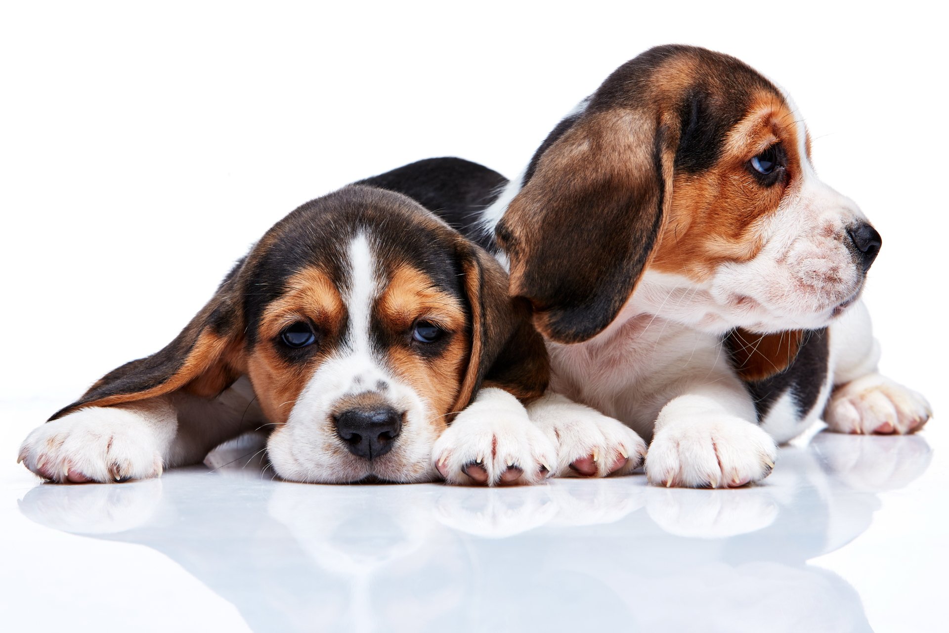 Two adorable beagle puppies lying down on a reflective surface, captured in a vibrant 4K Ultra HD PC desktop wallpaper and background.