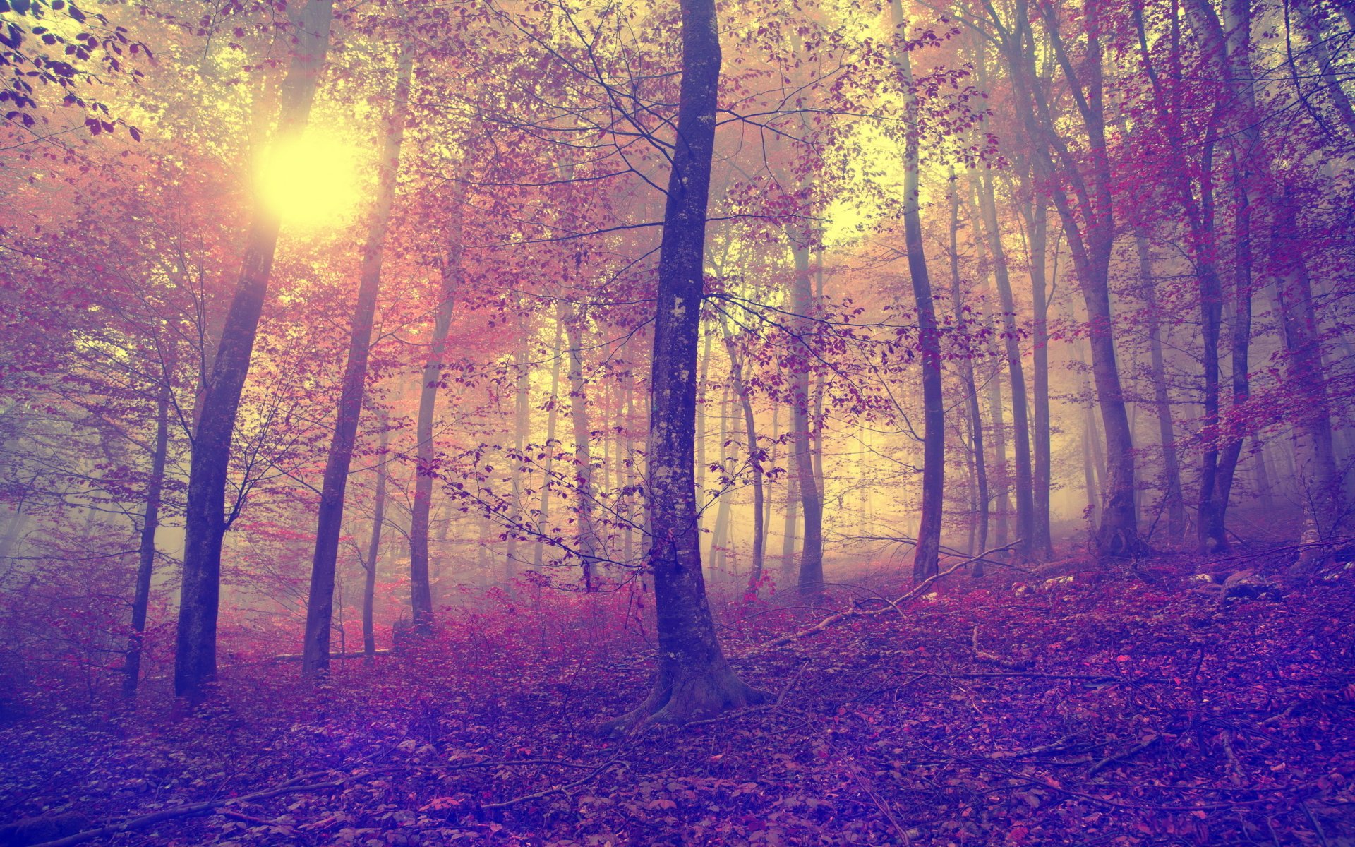 Sunlit mist drifting through a purple-tinted forest with golden rays; 2K Quad HD PC desktop wallpaper/background capturing tranquil, otherworldly nature.