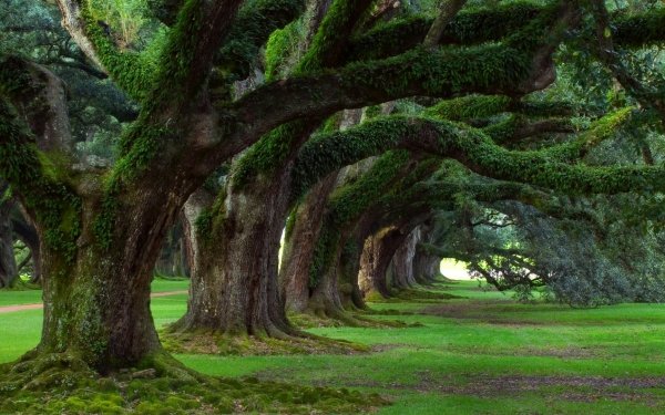 Photographie Parc Herbe Mousse Arbre Tree-Lined Nature Fond d'écran HD | Image