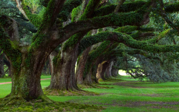 HD wallpaper of a serene tree-lined park with ancient trees covered in green moss and lush grass underfoot.