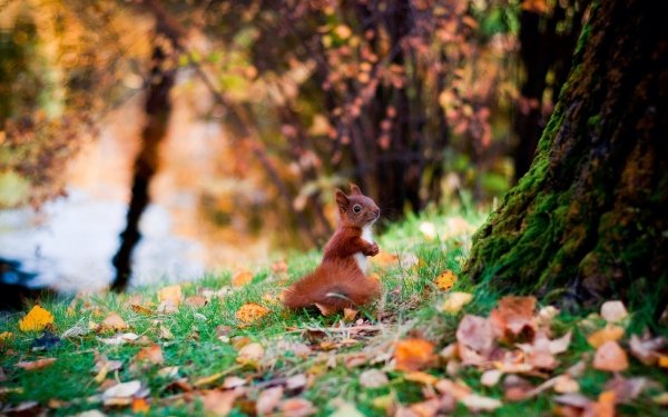 Animal Squirrel Cute Leaf Fall Tree Bokeh HD Wallpaper | Background Image