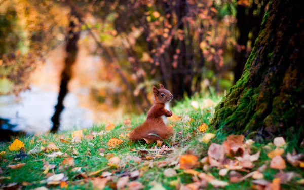 HD desktop wallpaper featuring a cute squirrel among fall leaves with bokeh trees in the background, capturing a peaceful autumn woodland scene.