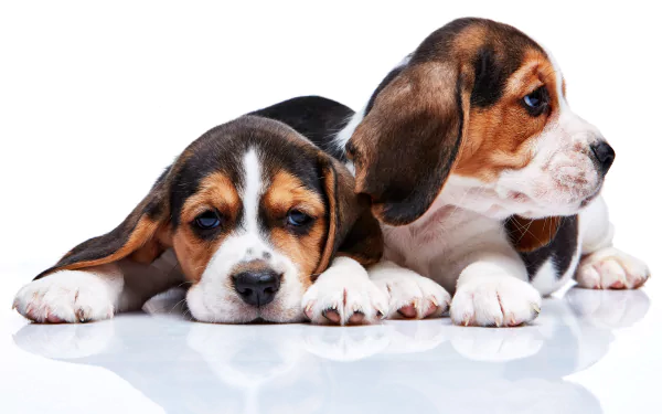 Two adorable beagle puppies lying down on a reflective surface, captured in a vibrant 4K Ultra HD PC desktop wallpaper and background.