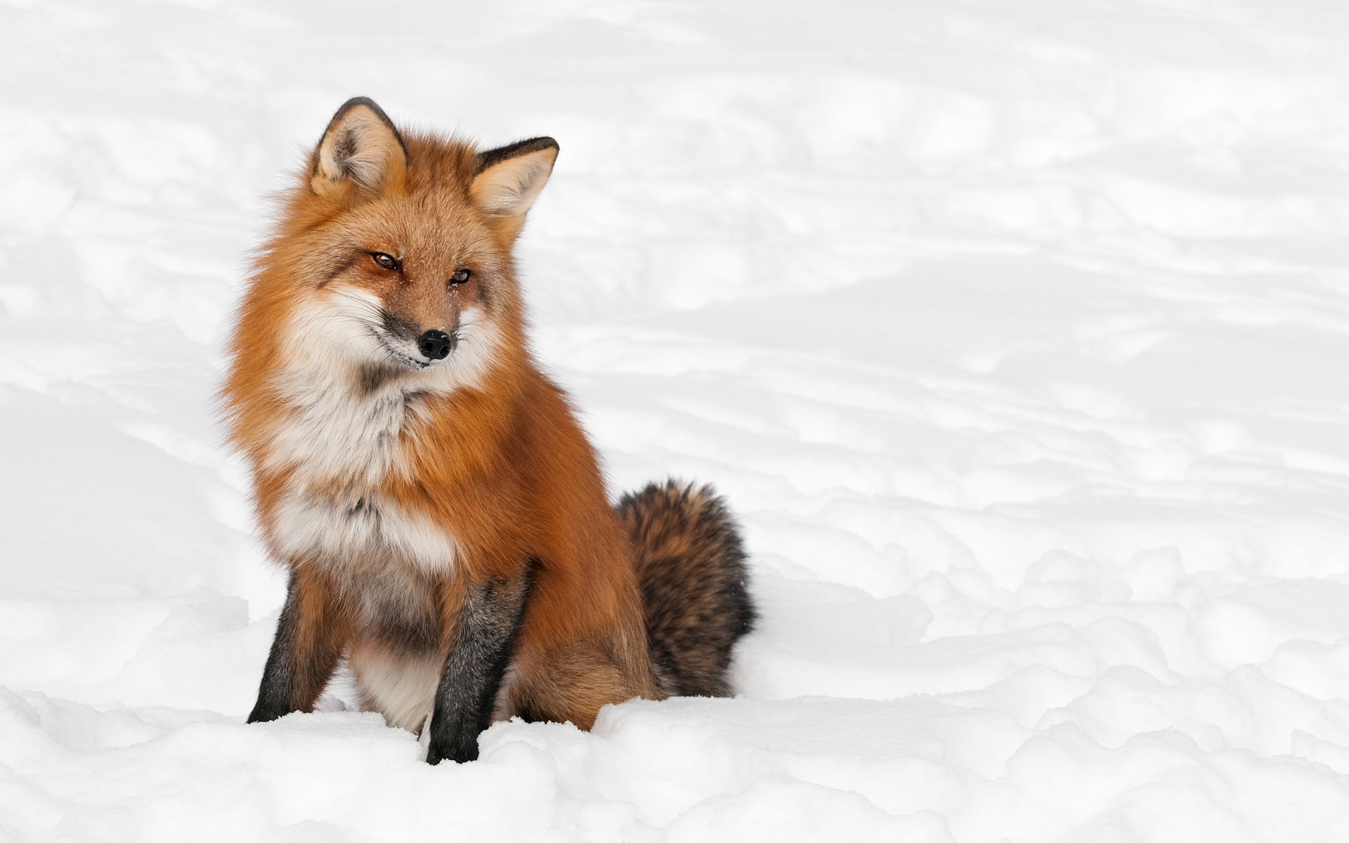 Download Animal Fox HD Wallpaper