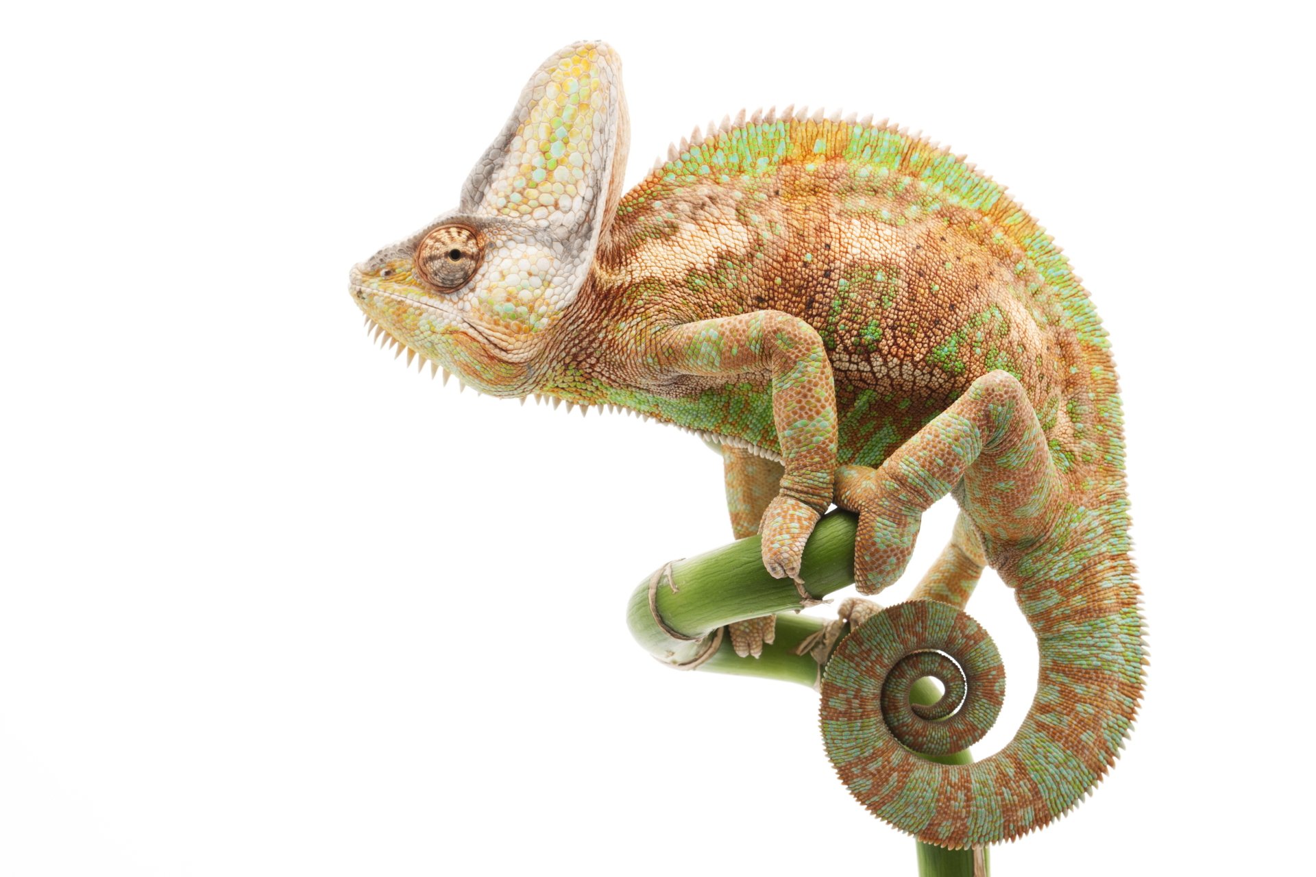 Download Animal Chameleon 4k Ultra HD Wallpaper