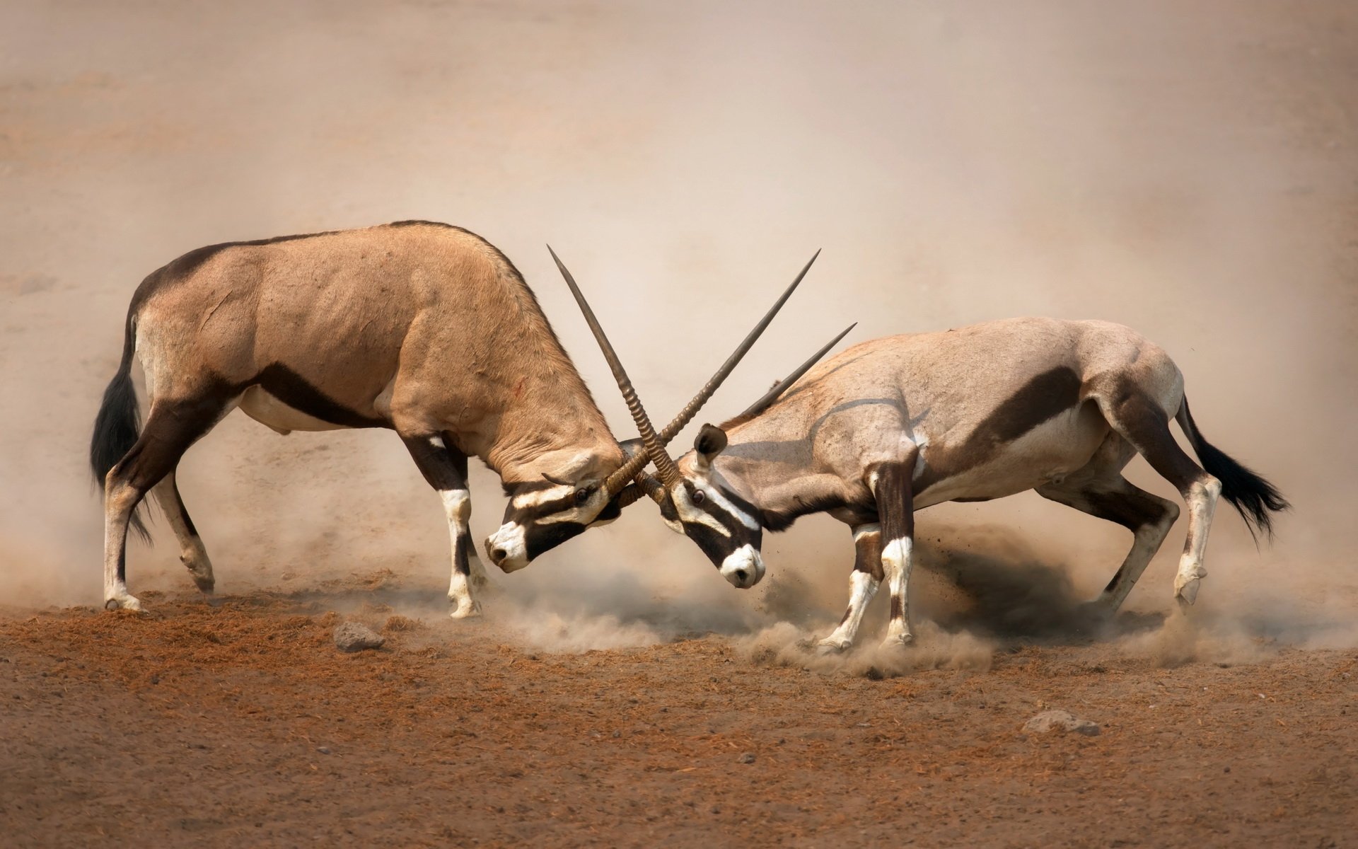 Download Gemsbok Animal Oryx HD Wallpaper
