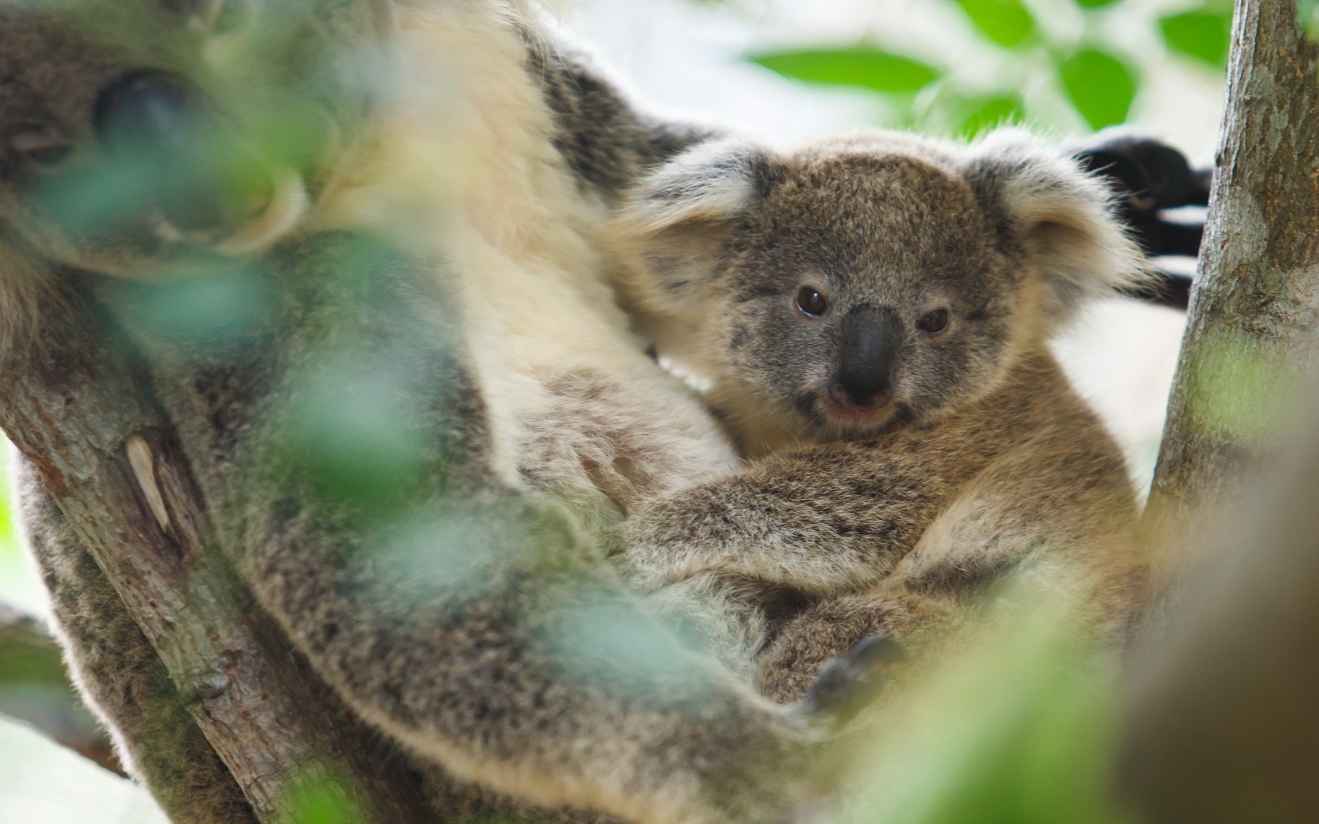 Download Animal Koala HD Wallpaper