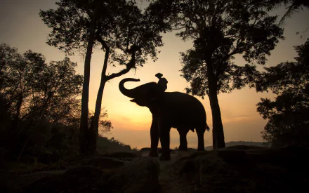 Silhouetted Asian elephant standing among trees at sunset in Thailand, captured as an HD PC desktop wallpaper and background.