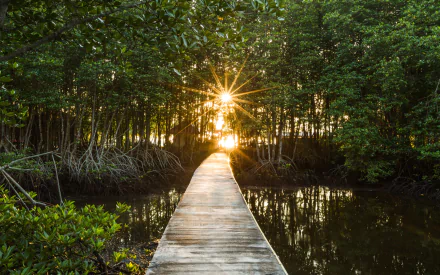 man made boardwalk HD Desktop Wallpaper | Background Image