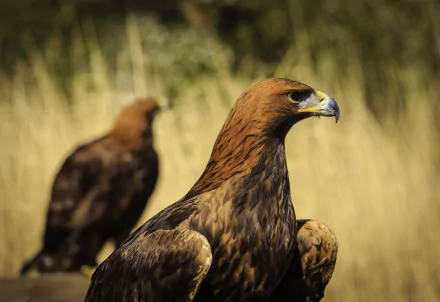 A striking golden eagle in sharp focus, with a softly blurred background of another eagle and tall grass, creating a captivating HD wallpaper for wildlife enthusiasts.