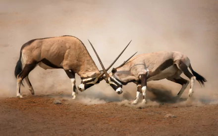 Two gemsbok or oryx with long, straight horns locked in a battle, kicking up dust on a dusty plain, captured in high-definition for a PC desktop wallpaper.