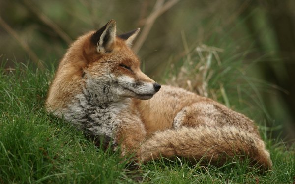 Animal Fox HD Wallpaper | Background Image