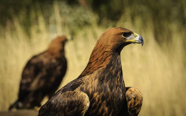 A striking golden eagle in sharp focus, with a softly blurred background of another eagle and tall grass, creating a captivating HD wallpaper for wildlife enthusiasts.