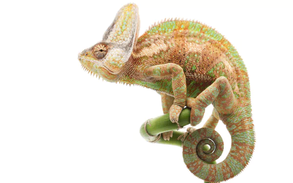 Animal chameleon HD Desktop Wallpaper | Background Image