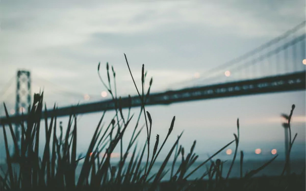 Photography: foreground grasses silhouetted against an out-of-focus suspension bridge at dusk — HD PC desktop wallpaper and background.