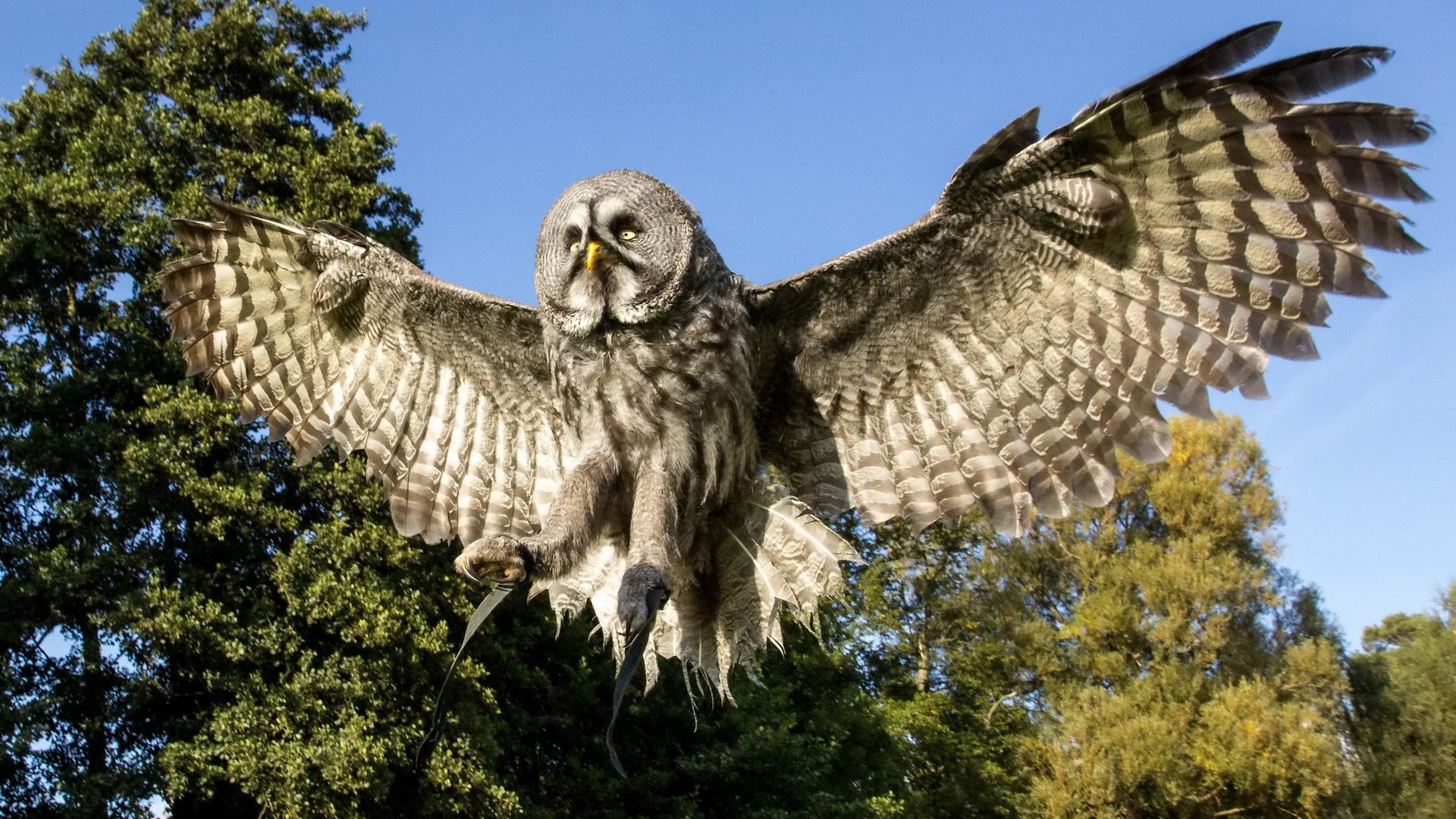 HD PC desktop wallpaper of a grey owl mid-flight with wings outstretched against a bright blue sky and green treeline background.