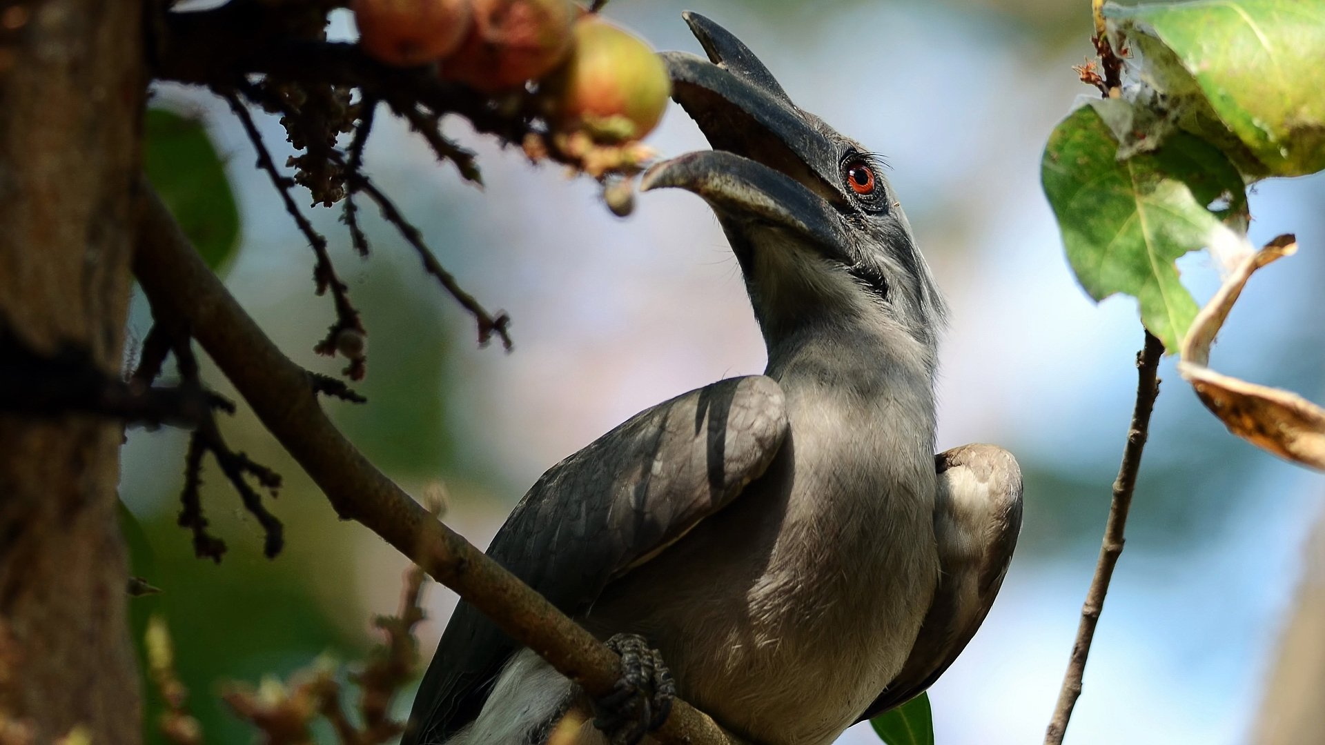 Grey hornbill (animal) perched on a tree branch, close-up of its curved bill and red eye against blurred foliage — HD PC desktop wallpaper background.