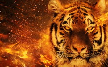 1429 Tiger HD Wallpapers | Background Images - Wallpaper Abyss - Page 8