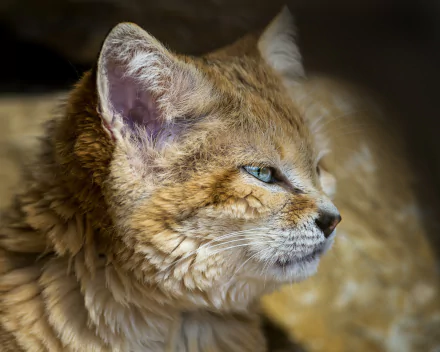 Animal wildcat HD Desktop Wallpaper | Background Image