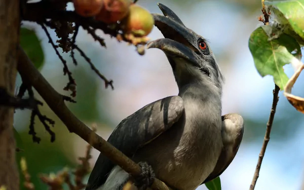 Grey hornbill (animal) perched on a tree branch, close-up of its curved bill and red eye against blurred foliage — HD PC desktop wallpaper background.